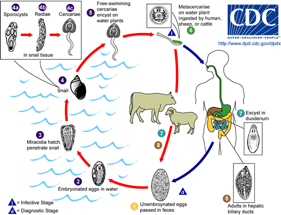 Life cycle of Fasciola hepatica