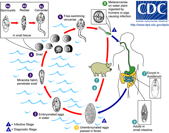 Life cycle of Fasciolopsis buski