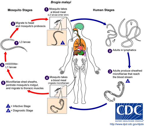 Life cycle of Brugia malayi