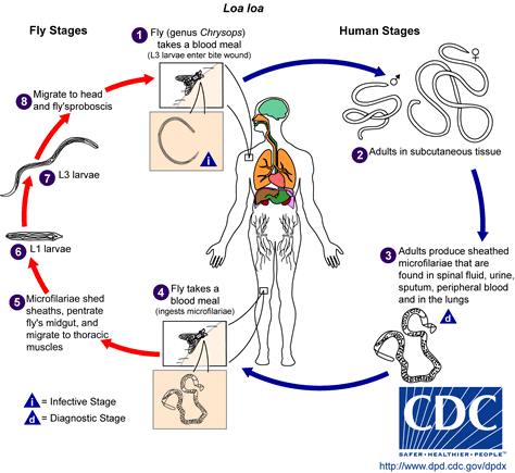 Life cycle of Loa loa