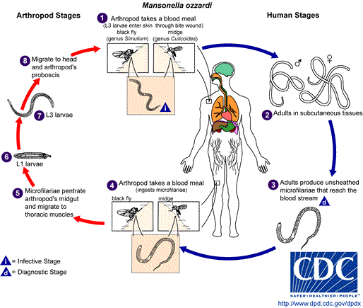 Life cycle of Mansonella ozzardi