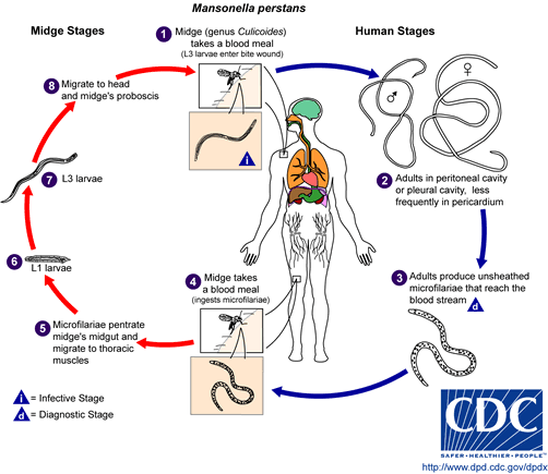 Life cycle of Mansonella perstans