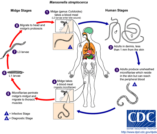 Life cycle of Mansonella streptocerca