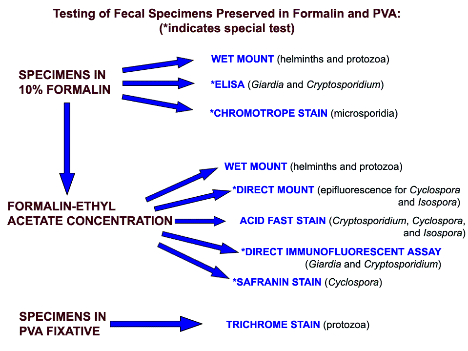 Chart  explaining testing of fecal specimens preserved in Formalin and PVA