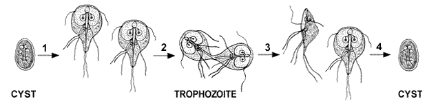 Part of the biological life cycle of Giardia intestinalis
