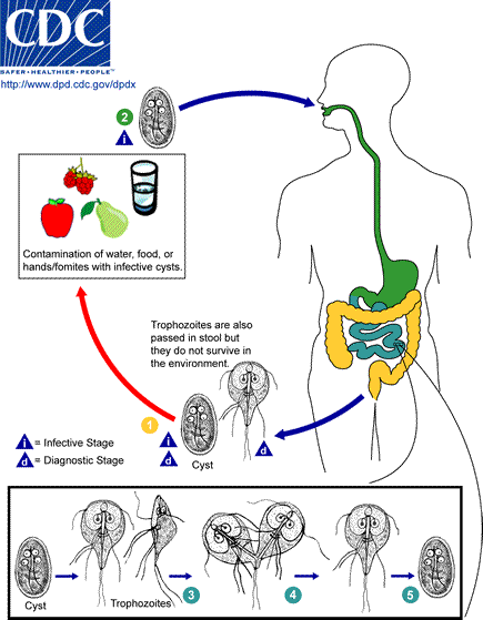 Life cycle of Giardia intestinalis