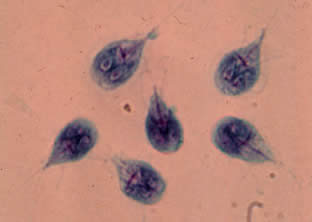 Giardia intestinalis trophozoites in culture