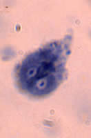 Giardia intestinalis trophozoite, iron hematoxylin