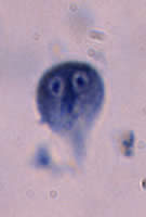 Giardia intestinalis trophozoite, iron hematoxylin