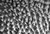 Detail of cuticular spines of the anterior body par