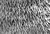 Detail of cuticular spines of the anterior body par