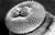 Head bulb of Gnathostoma spinigerum