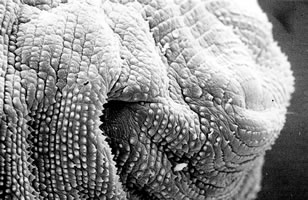 Cuticular spines of the posterior body part