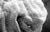 Cuticular spines of the posterior body part
