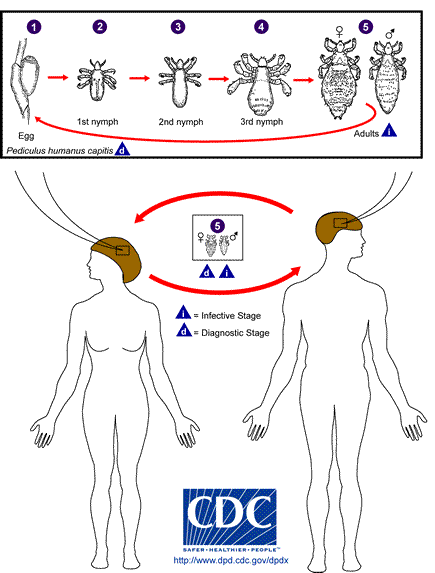 Life cycle of Head Lice