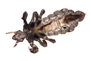 Adult louse