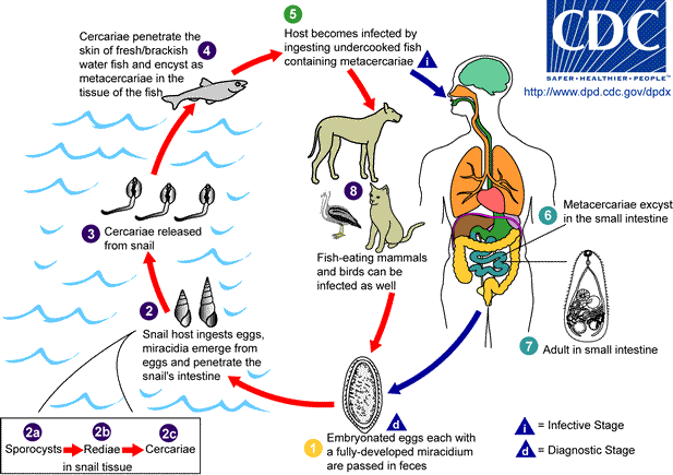 Life cycle of Heterophyes heterophyes