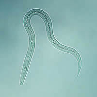Hookworm filariform larva 