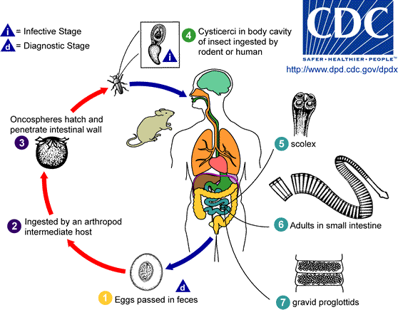 Life cycle of Hymenolepis diminuta