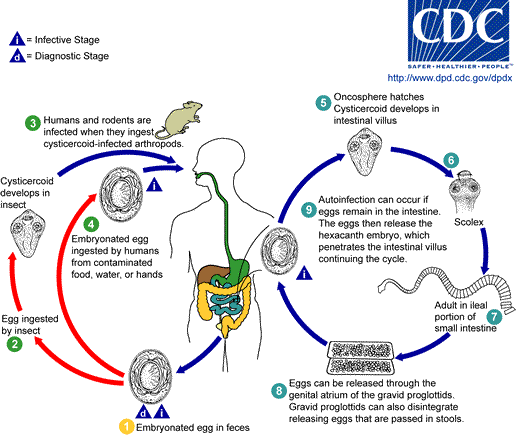 Life cycle of Hymenolepis nana