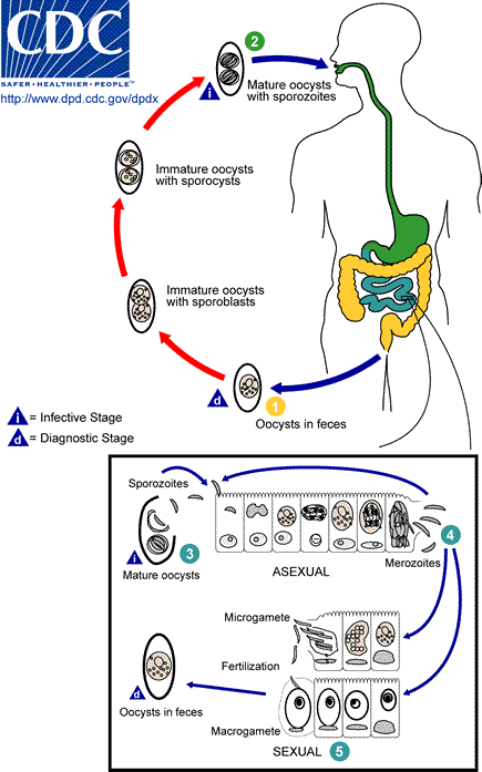 Life cycle of Isospora belli