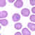 Trophozoites of P. falciparum in a thin blood smear