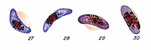 P. falciparum gametocytes
