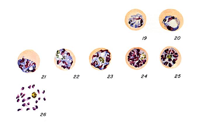 P. falciparum schizonts