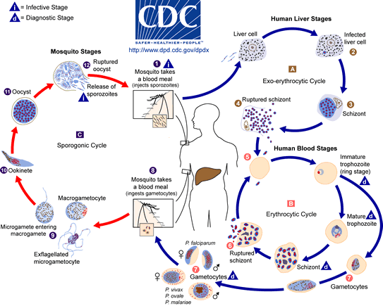 Life cyle of Plasmodium spp.