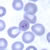 Rings of P. malariae in a thin blood smear