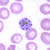 Schizonts of P. malariae in a thin blood smear. 
