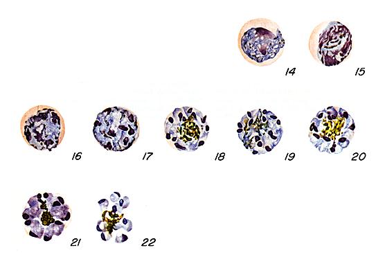 P. malariae schizonts