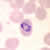 P. ovale rings in a thin blood smear