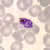 Schizonts of P. ovale in a thin blood smear