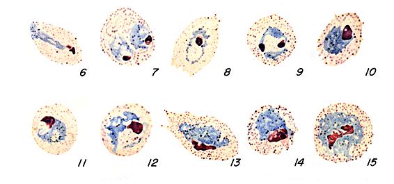P. ovale trophozoites