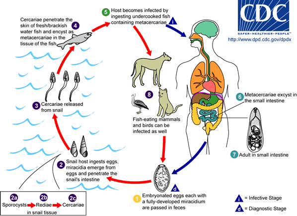 Life cycle of Metagonimus yokogawai