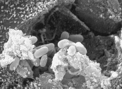 Eukaryotic cell bursting and releasing spores