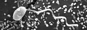 Microsporidian spore 