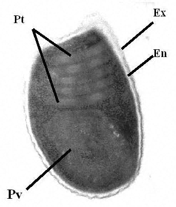 Spore ultrastructure