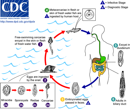 Life cycle of Opistorchis spp.