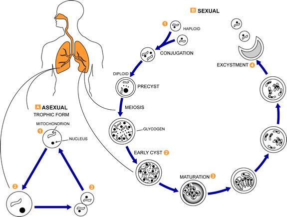 Life cycle of Pneumocystis spp.