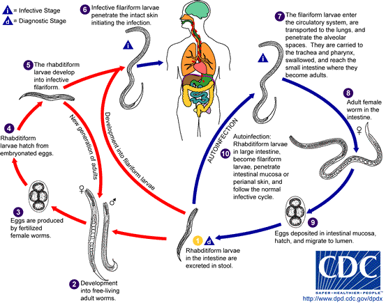 Life cycle of Strongyloides stercoralis