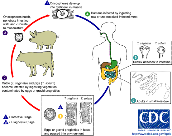Life cycle of Taenia saginata & T. solium