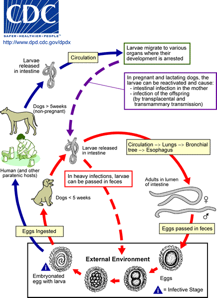 Life cycle of Toxocara