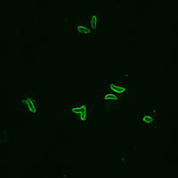 Toxoplasma gondii tachyzoites, stained by IFA