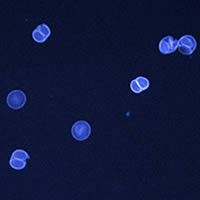 T. gondii sporulated and unsporulated oocysts, UV fluorescence