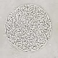 T. gondii cyst, unstained