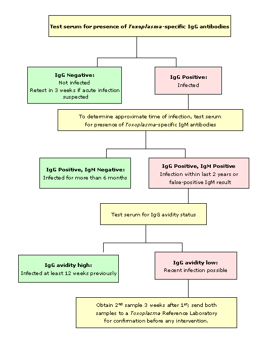 Toxoplasmosis serology testing flowchart