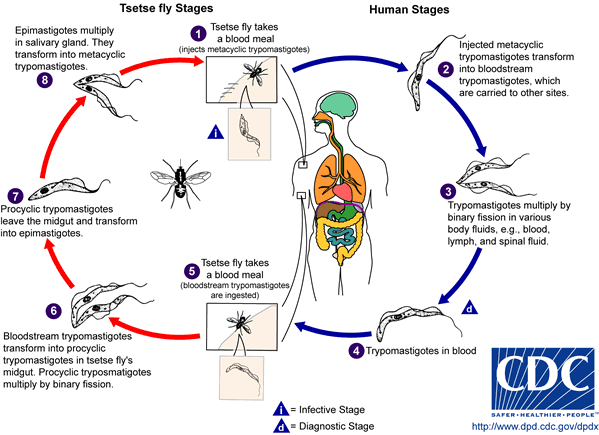 Life Cycle of Trypanosma brucei gambiense and Trypanosma brucei rhodesiense