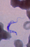 Trypomastigote stage of T. brucei